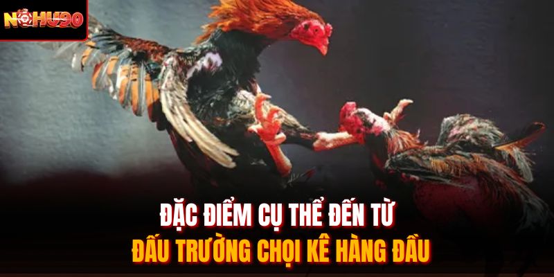 Đặc điểm cụ thể đến từ đấu trường chọi kê hàng đầu
