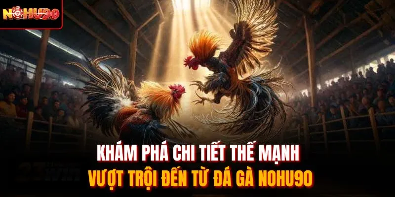 Khám phá chi tiết thế mạnh vượt trội đến từ đá gà Nohu90