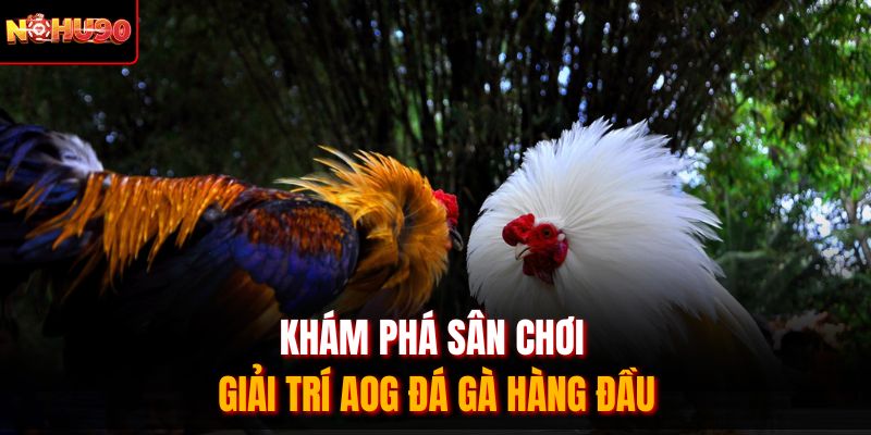 Khám phá sân chơi giải trí AOG đá gà hàng đầu