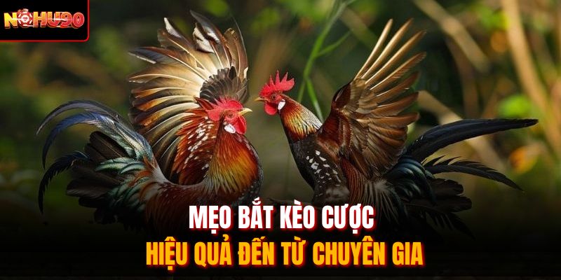 Mẹo bắt kèo cược hiệu quả đến từ chuyên gia