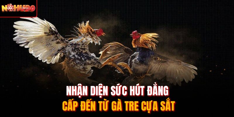 Nhận diện sức hút đẳng cấp đến từ gà tre cựa sắt