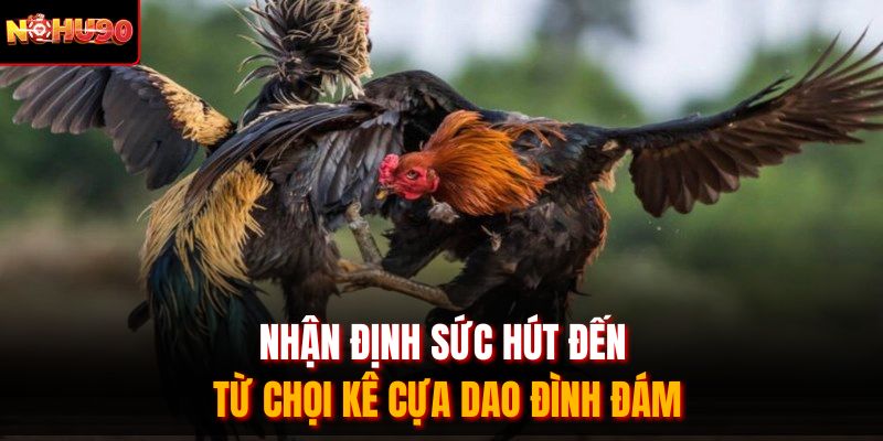 Nhận định sức hút đến từ chọi kê cựa dao đình đám